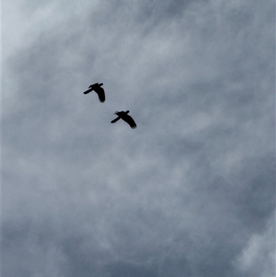 Zanda funerea (Yellow-tailed Black-Cockatoo) at Orangeville, NSW - 18 Feb 2025 by belleandjason