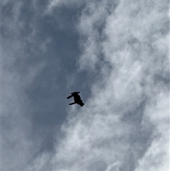 Zanda funerea at Orangeville, NSW - 18 Feb 2025 01:22 PM