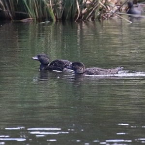 Biziura lobata (Musk Duck) at Isabella Plains, ACT - 16 Feb 2025 by RodDeb