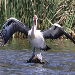 Pelecanus conspicillatus (Australian Pelican) at Isabella Plains, ACT - 16 Feb 2025 by RodDeb