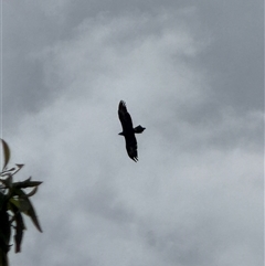 Aquila audax (Wedge-tailed Eagle) at Orangeville, NSW - Yesterday by belleandjason