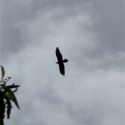 Aquila audax (Wedge-tailed Eagle) at Orangeville, NSW - 18 Feb 2025 by belleandjason