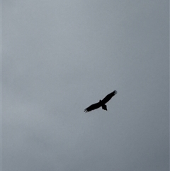 Aquila audax at Orangeville, NSW - Yesterday 01:22 PM