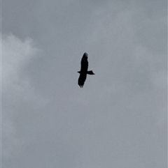 Aquila audax at Orangeville, NSW - Yesterday 01:22 PM