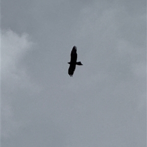 Aquila audax at Orangeville, NSW - 18 Feb 2025 01:22 PM