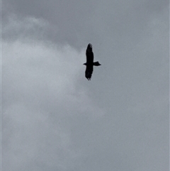 Aquila audax at Orangeville, NSW - Yesterday 01:22 PM