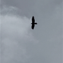 Aquila audax at Orangeville, NSW - 18 Feb 2025 01:22 PM
