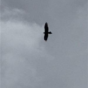 Aquila audax at Orangeville, NSW - Yesterday 01:22 PM