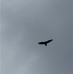 Aquila audax at Orangeville, NSW - Yesterday 01:22 PM