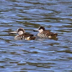 Malacorhynchus membranaceus (Pink-eared Duck) at Isabella Plains, ACT - 16 Feb 2025 by RodDeb