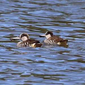 Malacorhynchus membranaceus (Pink-eared Duck) at Isabella Plains, ACT - 16 Feb 2025 by RodDeb