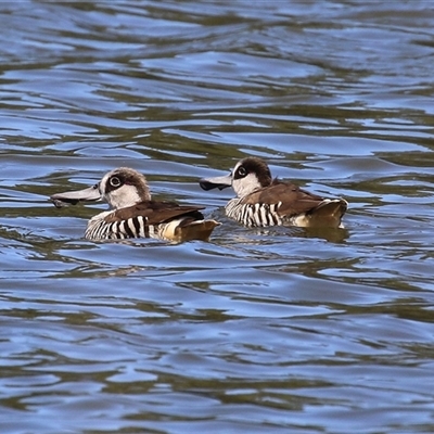 Malacorhynchus membranaceus (Pink-eared Duck) at Isabella Plains, ACT - 16 Feb 2025 by RodDeb