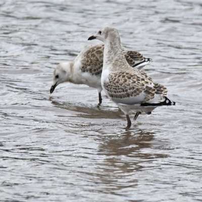 Chroicocephalus novaehollandiae (Silver Gull) at Throsby, ACT - 18 Feb 2025 by Thurstan