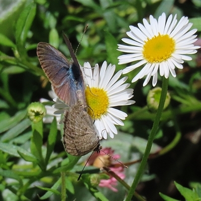 Zizina otis (Common Grass-Blue) at Greenway, ACT - 17 Feb 2025 by RodDeb