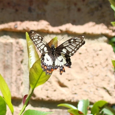 Papilio anactus (Dainty Swallowtail) at Greenway, ACT - 17 Feb 2025 by RodDeb