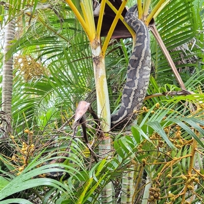 Morelia spilota at Walligan, QLD - 17 Feb 2025 by rieteklis