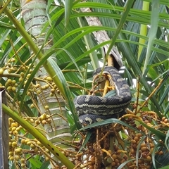 Morelia spilota mcdowelli at Walligan, QLD - 17 Feb 2025 10:57 AM