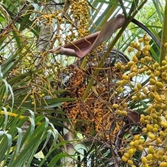 Morelia spilota mcdowelli at Walligan, QLD - 17 Feb 2025 10:57 AM