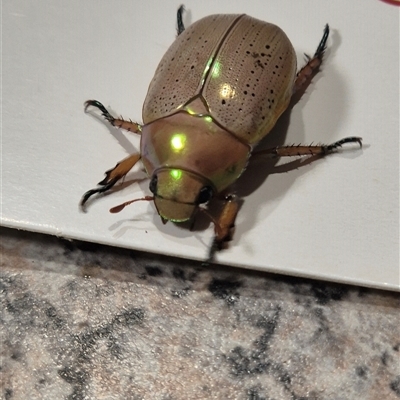 Anoplognathus sp. (genus) (Unidentified Christmas beetle) at Walligan, QLD - 19 Nov 2024 by rieteklis