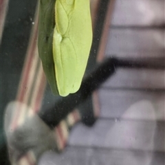 Litoria gracilenta at Walligan, QLD - 31 Dec 2024 by rieteklis