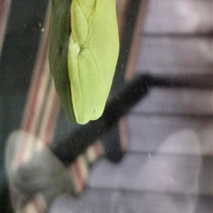 Litoria gracilenta at Walligan, QLD - 31 Dec 2024 by rieteklis