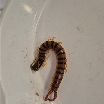 Scolopendra sp. at Walligan, QLD - 11 Jan 2025 by rieteklis