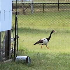 Anseranas semipalmata (Magpie Goose) at Walligan, QLD - 21 Jan 2025 by rieteklis