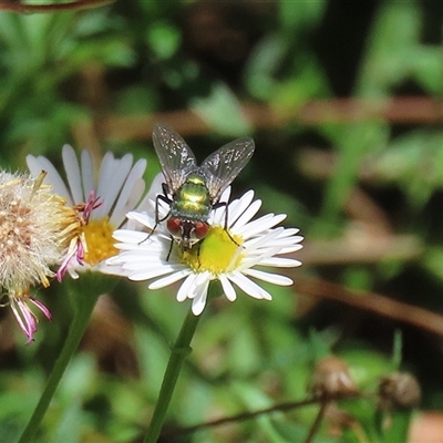 Lucilia sp. (genus) at Greenway, ACT - 17 Feb 2025 by RodDeb