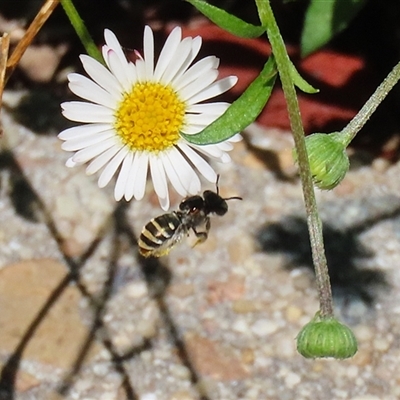 Lipotriches (Austronomia) phanerura (Halictid Bee) at Greenway, ACT - 17 Feb 2025 by RodDeb