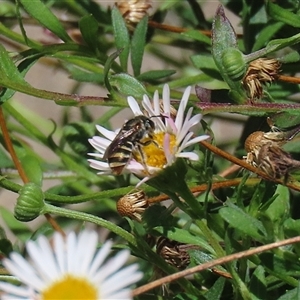 Lipotriches (Austronomia) phanerura at Greenway, ACT - 17 Feb 2025 02:06 PM