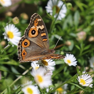 Junonia villida (Meadow Argus) at Greenway, ACT - 17 Feb 2025 by RodDeb