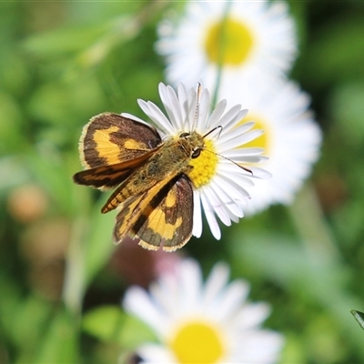 Ocybadistes walkeri (Green Grass-dart) at Greenway, ACT - 17 Feb 2025 by RodDeb