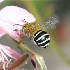 Amegilla (Zonamegilla) asserta (Blue Banded Bee) at Greenway, ACT - 17 Feb 2025 by RodDeb