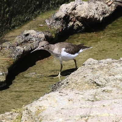 Actitis hypoleucos (Common Sandpiper) at Greenway, ACT - 17 Feb 2025 by RodDeb