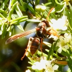 Polistes (Polistella) humilis (Common Paper Wasp) at Aranda, ACT - 18 Feb 2025 by KMcCue