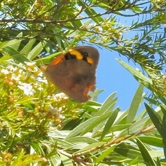 Heteronympha merope (Common Brown Butterfly) at Aranda, ACT - 18 Feb 2025 by KMcCue