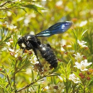 Austroscolia soror at Aranda, ACT - 18 Feb 2025 11:28 AM