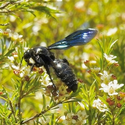 Austroscolia soror (Blue Flower Wasp) at Aranda, ACT - 18 Feb 2025 by KMcCue