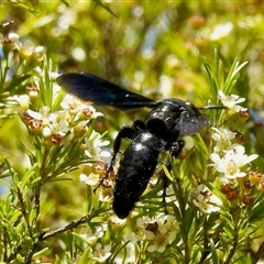 Austroscolia soror at Aranda, ACT - 18 Feb 2025 11:28 AM