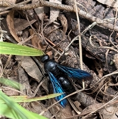 Austroscolia soror (Blue Flower Wasp) at Orangeville, NSW - 18 Feb 2025 by belleandjason