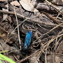 Austroscolia soror at Orangeville, NSW - 18 Feb 2025 02:09 PM