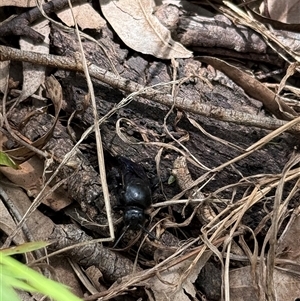 Austroscolia soror at Orangeville, NSW - Yesterday 02:09 PM