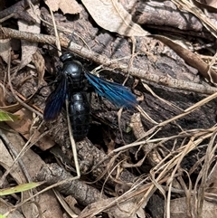 Austroscolia soror at Orangeville, NSW - 18 Feb 2025 02:09 PM