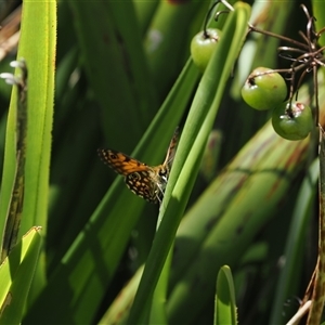 Oreixenica orichora at Cotter River, ACT - 3 Feb 2025 by RAllen