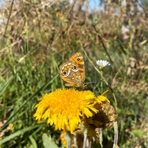 Junonia villida at Cotter River, ACT - 3 Feb 2025 by RAllen