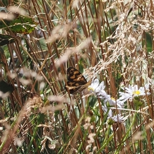 Heteronympha merope at Bimberi, NSW - 3 Feb 2025 by RAllen