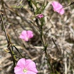 Convolvulus angustissimus subsp. angustissimus (Australian Bindweed) at Melba, ACT - 18 Feb 2025 by R0ger