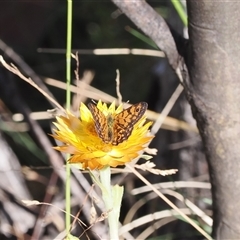 Oreixenica orichora (Spotted Alpine Xenica) at Cotter River, ACT - 3 Feb 2025 by RAllen