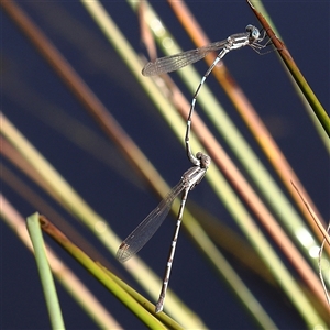 Austrolestes leda (Wandering Ringtail) at Woolgarlo, NSW - 10 Feb 2025 by ConBoekel