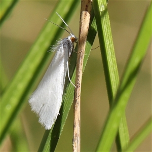 Tipanaea patulella at Woolgarlo, NSW - 10 Feb 2025 10:47 AM